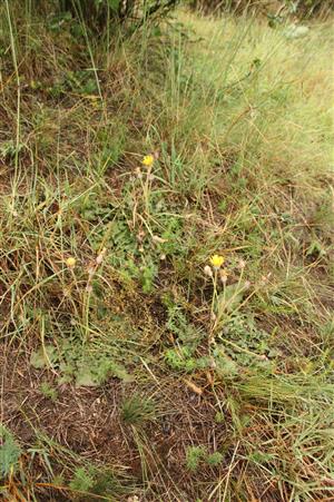 Púpava neskorá (Taraxacum serotinum) na lokalite