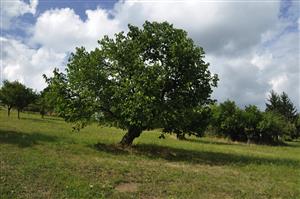 Moruša čierna na ploche