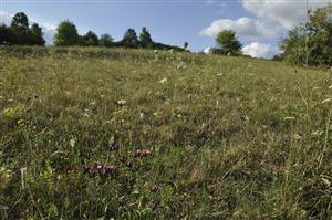 Serratula tinctoria na ploche