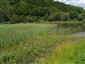 Horný rybník pri Muránskej Lehote, pohľad na porasty biotopu 3150 s dominanciou druhu Persicaria amphibia v natantnej forme a nadväzujúce porasty s dominanciou druhu Typha latifolia a bochníkové porasty so Salix cinerea