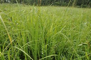 Gratiola officinalis v poraste