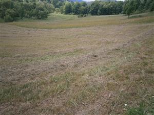 Pohľad na J časť lokality, ktorá je kosená, vzadu je malá časť ohradená a spásaná HD