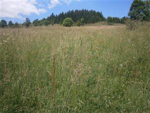 SV časť lokality (nad cintorínom), ktorá je uz s ojedinelým  náletom drevín