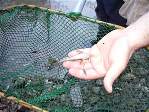 Cottus poecilopus