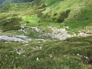 Pohlad z vrchu, z hrebena CHlebu na jeho severne svahy - reliktne  porasty s Carex firma a Dryas octopetala