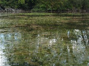 Pohľad na porasty s dominanciou druhu Myriophyllum verticillatum, prevládajúce na časti plochy