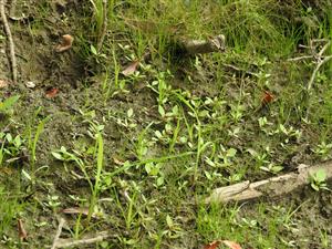 jedince druhu Lindernia procumbens