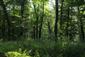 Fotografia zachytáva lužný les na TML