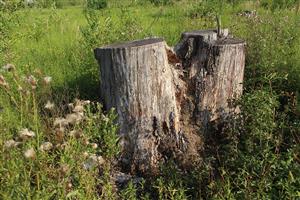 Pne dubov na plochách starších holorubov s ojedinelým výskytom roháčov