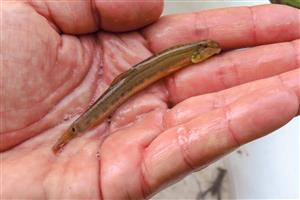 Cobitis taenia