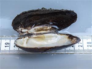Unio crassus