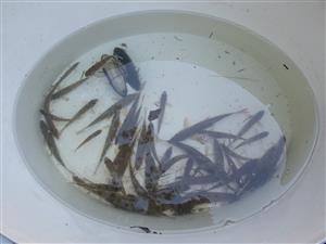 vzorka rýb EU významu