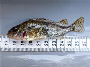 Gymnocephalus baloni