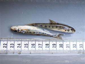 Romanogobio albipinnatus