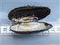 Unio crassus