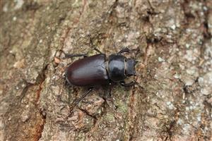 Imágo Lucanus cervus