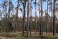 Odumierajúce porasty borovice lesnej v dôsledku sucha.