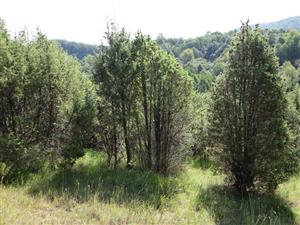 Pohľad na interiér porastu v TML_5130_070 