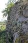 Silikátové skalné steny a svahy so štrbinovou vegetáciou (29.11.2018)