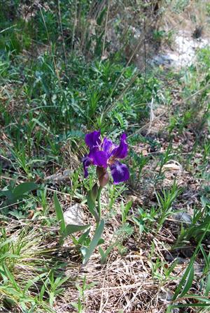 Iris aphylla subsp. hungarica na TML_IrisHung_020
