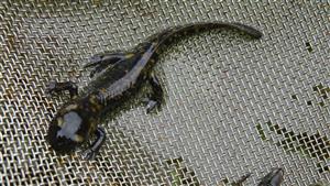 Salamandra salamandra