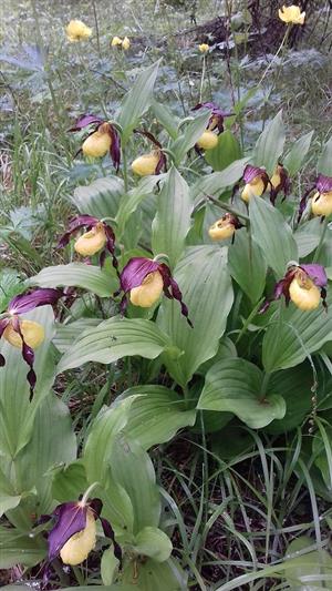 Cypripedium calceolus na TML