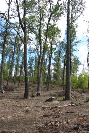 tazba pred obnovou lesa (biotop z vnutra)
