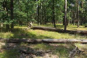 Fotografia zachytáva mŕtve drevo v PR Vanišovec - biotop Lucanus cervus