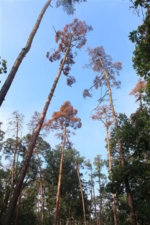 Odumieranie borovice lesnej v dôsledku extrémneho sucha na TML.