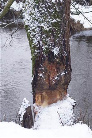 ohryz jelše