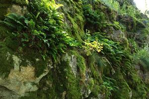 Porast Polypodium vulgare na kremencových skalách