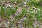 Porast Allium montanum, Sedum album, Seseli osseum a Jovibarba globifera