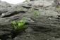 Woodsia ilvensis v skalnej andezitovej štrbine