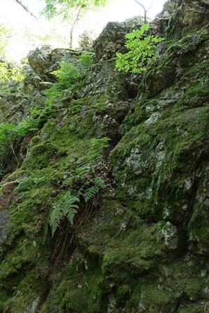 Chudobný porast s Dryopteris dilatata na kremencovej skale zatienený drevinami z okolia, s vysokou pokryvnosťou machov. Biotop ovplyvňuje agát.