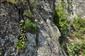 Dianthus praecox, Asplenium septentrionale a Sempervivum wettsteinii subsp. heterophyllum v skalnej štrbine