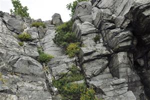 Kvitnúca Genista pilosa v skalných kremencových štrbinách