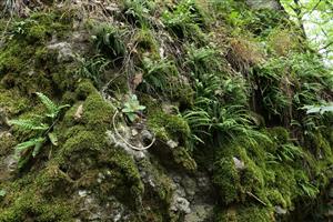 Polypodium vulgare a Asplenium trichomanes v štrbinách zatienených andezitových skál