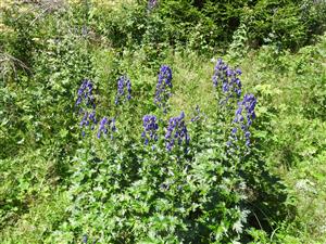 Populácia Aconitum firmum moravicum.