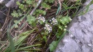 kvitnúce Apium repens