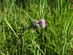 Cirsium brachycephalum v NPR Abrod.