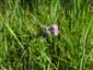 Cirsium brachycephalum v NPR Abrod.