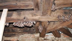 časť kolónie Mmyo