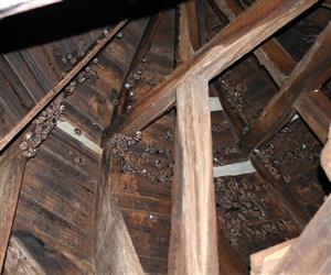 jedince typicky visiace na drevenom latovaní