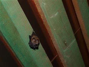 jedince Rhip v podkroví kostola v Domaniži