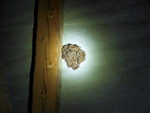 Časť kolónie Mema