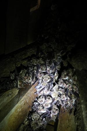 časť kolónie Mmyo