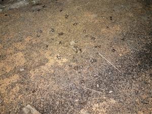 približne 70 uhynutých jedincov Mema z neznámej príčiny