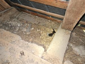 pár dážďovníka tmavého bez mláďat na hniezde