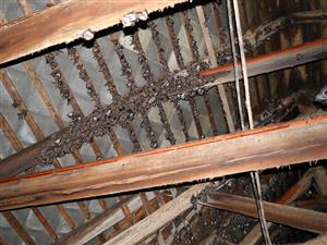 časť kolónie Mmyo