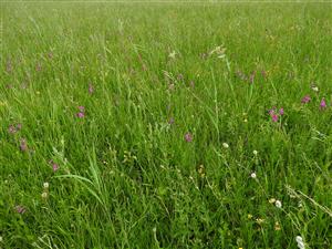 Porast s Gladiolus palustris.